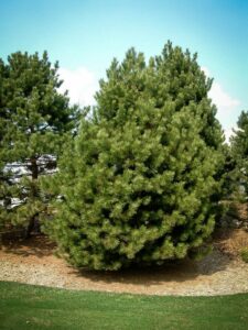 Сосна Чёрная (Pinus Nigra) купить по цене от 270.00р. в интернет-магазине «Посадика» с доставкой почтой в в Бирске и по всей России – [изображение №1].