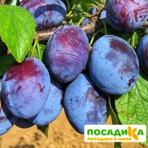 Слива Чачакская ранняя купить по цене от 229.00р. в интернет-магазине «Посадика» с доставкой почтой в в Бирске и по всей России – [изображение №1].