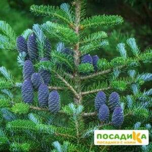 Пихта корейская (Abies koreana) купить по цене от 450.00р. в интернет-магазине «Посадика» с доставкой почтой в в Бирске и по всей России – [изображение №1].