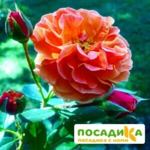 Роза Арабия купить по цене от 350.00р. в интернет-магазине «Посадика» с доставкой почтой в в Бирске и по всей России – [изображение №1].