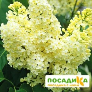 Сирень Примроуз (Primrose) купить по цене от 529.00р. в интернет-магазине «Посадика» с доставкой почтой в в Бирске и по всей России – [изображение №1].