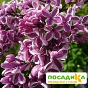 Сирень Сенсация купить по цене от 529.00р. в интернет-магазине «Посадика» с доставкой почтой в в Бирске и по всей России – [изображение №1].