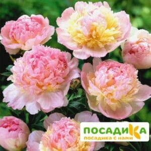 Пион Распберри Сандей (Paeonia Raspberry Sundae) купить по цене от 959р. в интернет-магазине «Посадика» с доставкой почтой в в Бирске и по всей России – [изображение №1].