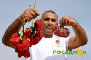 Клубника Гигант Джорнея купить по цене от 266р. в интернет-магазине «Посадика» с доставкой почтой в в Бирске и по всей России – [изображение №1].