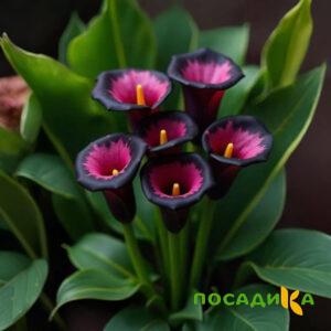 Калла Аура Лейс купить по цене от 400р. в интернет-магазине «Посадика» с доставкой почтой в в Бирске и по всей России – [изображение №1].
