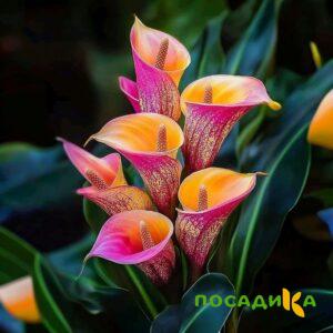 Калла Оникс купить по цене от 450р. в интернет-магазине «Посадика» с доставкой почтой в в Бирске и по всей России – [изображение №1].