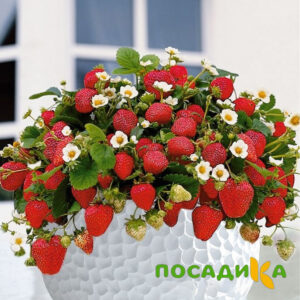 Клубника Рубиновый Шепот (горшечная) купить по цене от 240р. в интернет-магазине «Посадика» с доставкой почтой в в Бирске и по всей России – [изображение №1].