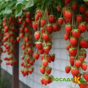Клубника вьющаяся Комплимент купить по цене от 470р. в интернет-магазине «Посадика» с доставкой почтой в в Бирске и по всей России – [изображение №1].