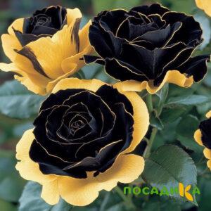 Роза Ханни Сикл купить по цене от 700р. в интернет-магазине «Посадика» с доставкой почтой в в Бирске и по всей России – [изображение №1].