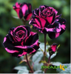 Роза Багровый Шепот купить по цене от 366р. в интернет-магазине «Посадика» с доставкой почтой в в Бирске и по всей России – [изображение №1].