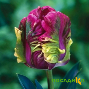 Тюльпан Экзотик Хэвен купить по цене от 186р. в интернет-магазине «Посадика» с доставкой почтой в в Бирске и по всей России – [изображение №1].