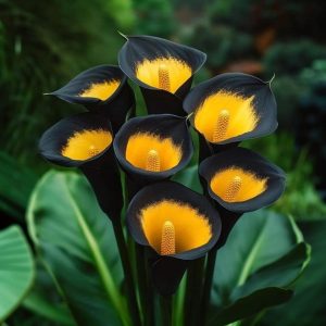 Калла Легато купить по цене от 620р. в интернет-магазине «Посадика» с доставкой почтой в в Бирске и по всей России – [изображение №1].