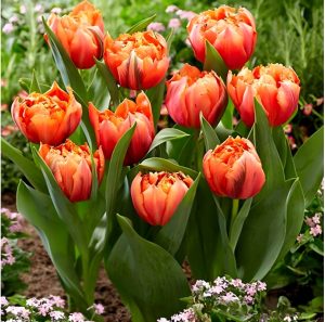 Тюльпан Гудошник Дабл купить по цене от 185р. в интернет-магазине «Посадика» с доставкой почтой в в Бирске и по всей России – [изображение №1].