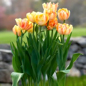 Тюльпан Верона Санрайз купить по цене от 280р. в интернет-магазине «Посадика» с доставкой почтой в в Бирске и по всей России – [изображение №1].