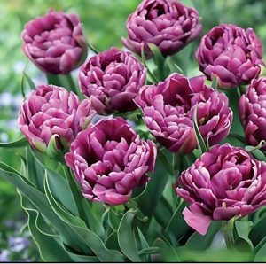 Тюльпан Айс Крим купить по цене от 430р. в интернет-магазине «Посадика» с доставкой почтой в в Бирске и по всей России – [изображение №1].