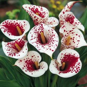 Калла Эмпайр купить по цене от 302р. в интернет-магазине «Посадика» с доставкой почтой в в Бирске и по всей России – [изображение №1].