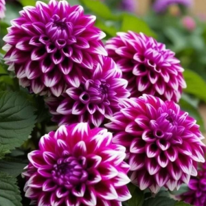 Георгин Кристал Корт купить по цене от 602р. в интернет-магазине «Посадика» с доставкой почтой в в Бирске и по всей России – [изображение №1].