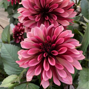 Георгин Перли Сансет купить по цене от 309р. в интернет-магазине «Посадика» с доставкой почтой в в Бирске и по всей России – [изображение №1].