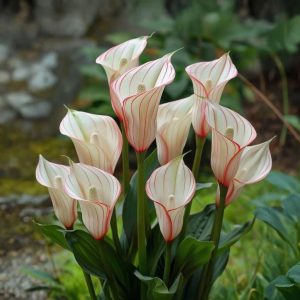 Калла Глейшер купить по цене от 299р. в интернет-магазине «Посадика» с доставкой почтой в в Бирске и по всей России – [изображение №1].