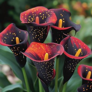 Калла Нуар купить по цене от 299р. в интернет-магазине «Посадика» с доставкой почтой в в Бирске и по всей России – [изображение №1].