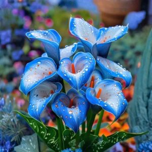 Калла Портрейт купить по цене от 292р. в интернет-магазине «Посадика» с доставкой почтой в в Бирске и по всей России – [изображение №1].