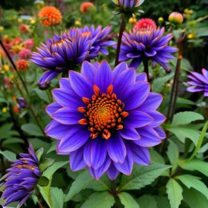 Георгин Лазурит купить по цене от 799р. в интернет-магазине «Посадика» с доставкой почтой в в Бирске и по всей России – [изображение №1].