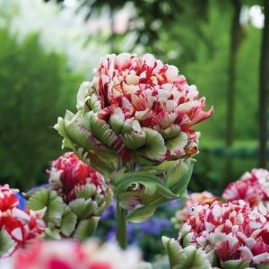 Тюльпан Дабл Флеминг Берд купить по цене от 249р. в интернет-магазине «Посадика» с доставкой почтой в в Бирске и по всей России – [изображение №1].