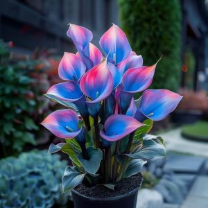 Калла Импрессия купить по цене от 590р. в интернет-магазине «Посадика» с доставкой почтой в в Бирске и по всей России – [изображение №1].