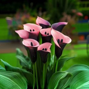 Калла Энигма купить по цене от 291р. в интернет-магазине «Посадика» с доставкой почтой в в Бирске и по всей России – [изображение №1].