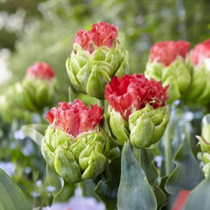 Тюльпан Бычий Глаз купить по цене от 275р. в интернет-магазине «Посадика» с доставкой почтой в в Бирске и по всей России – [изображение №1].