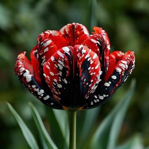 Тюльпан Вельвет Файер купить по цене от 394р. в интернет-магазине «Посадика» с доставкой почтой в в Бирске и по всей России – [изображение №1].