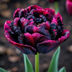 Тюльпан Фламинго купить по цене от 500р. в интернет-магазине «Посадика» с доставкой почтой в в Бирске и по всей России – [изображение №1].