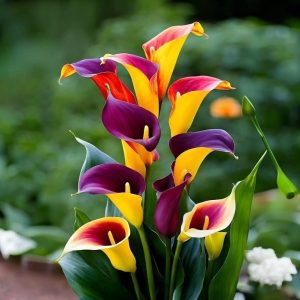 Калла Кристалл купить по цене от 450р. в интернет-магазине «Посадика» с доставкой почтой в в Бирске и по всей России – [изображение №1].