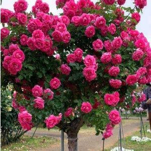 Роза Версаля купить по цене от 232р. в интернет-магазине «Посадика» с доставкой почтой в в Бирске и по всей России – [изображение №1].