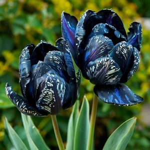 Тюльпан Блю Фог купить по цене от 500р. в интернет-магазине «Посадика» с доставкой почтой в в Бирске и по всей России – [изображение №1].