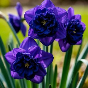 Нарцисс Арт Нуво купить по цене от 378р. в интернет-магазине «Посадика» с доставкой почтой в в Бирске и по всей России – [изображение №1].