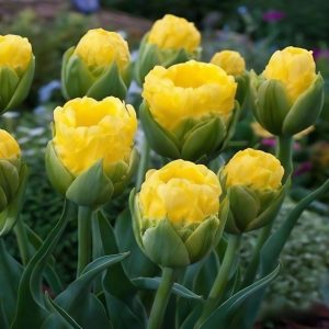 Тюльпан махровый Ванила Коп купить по цене от 159р. в интернет-магазине «Посадика» с доставкой почтой в в Бирске и по всей России – [изображение №1].