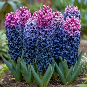 Гиацинт Блю Спринг купить по цене от 2099р. в интернет-магазине «Посадика» с доставкой почтой в в Бирске и по всей России – [изображение №1].