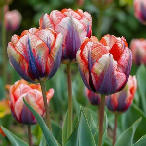 Тюльпан Эбисан Грэйс купить по цене от 217р. в интернет-магазине «Посадика» с доставкой почтой в в Бирске и по всей России – [изображение №1].