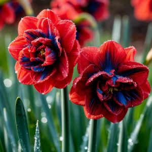 Нарцисс Эрличе купить по цене от 386р. в интернет-магазине «Посадика» с доставкой почтой в в Бирске и по всей России – [изображение №1].