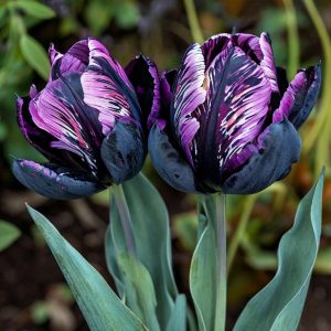Тюльпан Блэк Каньон купить по цене от 305р. в интернет-магазине «Посадика» с доставкой почтой в в Бирске и по всей России – [изображение №1].
