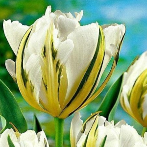 Тюльпан Экзотик Пуруссима купить по цене от 305р. в интернет-магазине «Посадика» с доставкой почтой в в Бирске и по всей России – [изображение №1].