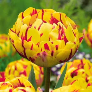 Тюльпан махровый Голден Ницц купить по цене от 361р. в интернет-магазине «Посадика» с доставкой почтой в в Бирске и по всей России – [изображение №1].