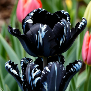 Тюльпан Шелк Нуар купить по цене от 219р. в интернет-магазине «Посадика» с доставкой почтой в в Бирске и по всей России – [изображение №1].