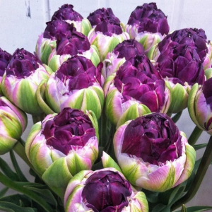 Тюльпан Анаконда купить по цене от 450р. в интернет-магазине «Посадика» с доставкой почтой в в Бирске и по всей России – [изображение №1].