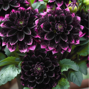 Георгин Лаванда Лейс купить по цене от 679р. в интернет-магазине «Посадика» с доставкой почтой в в Бирске и по всей России – [изображение №1].