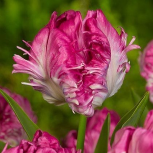 Тюльпан махровый Кул Кристал купить по цене от 400р. в интернет-магазине «Посадика» с доставкой почтой в в Бирске и по всей России – [изображение №1].