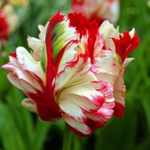 Тюльпан Эстелла Рижнвельд купить по цене от 500р. в интернет-магазине «Посадика» с доставкой почтой в в Бирске и по всей России – [изображение №1].