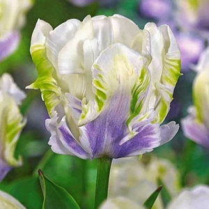 Тюльпан Уайт Лизарт купить по цене от 360р. в интернет-магазине «Посадика» с доставкой почтой в в Бирске и по всей России – [изображение №1].