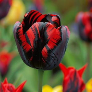 Тюльпан Блэк Перрот купить по цене от 351р. в интернет-магазине «Посадика» с доставкой почтой в в Бирске и по всей России – [изображение №1].